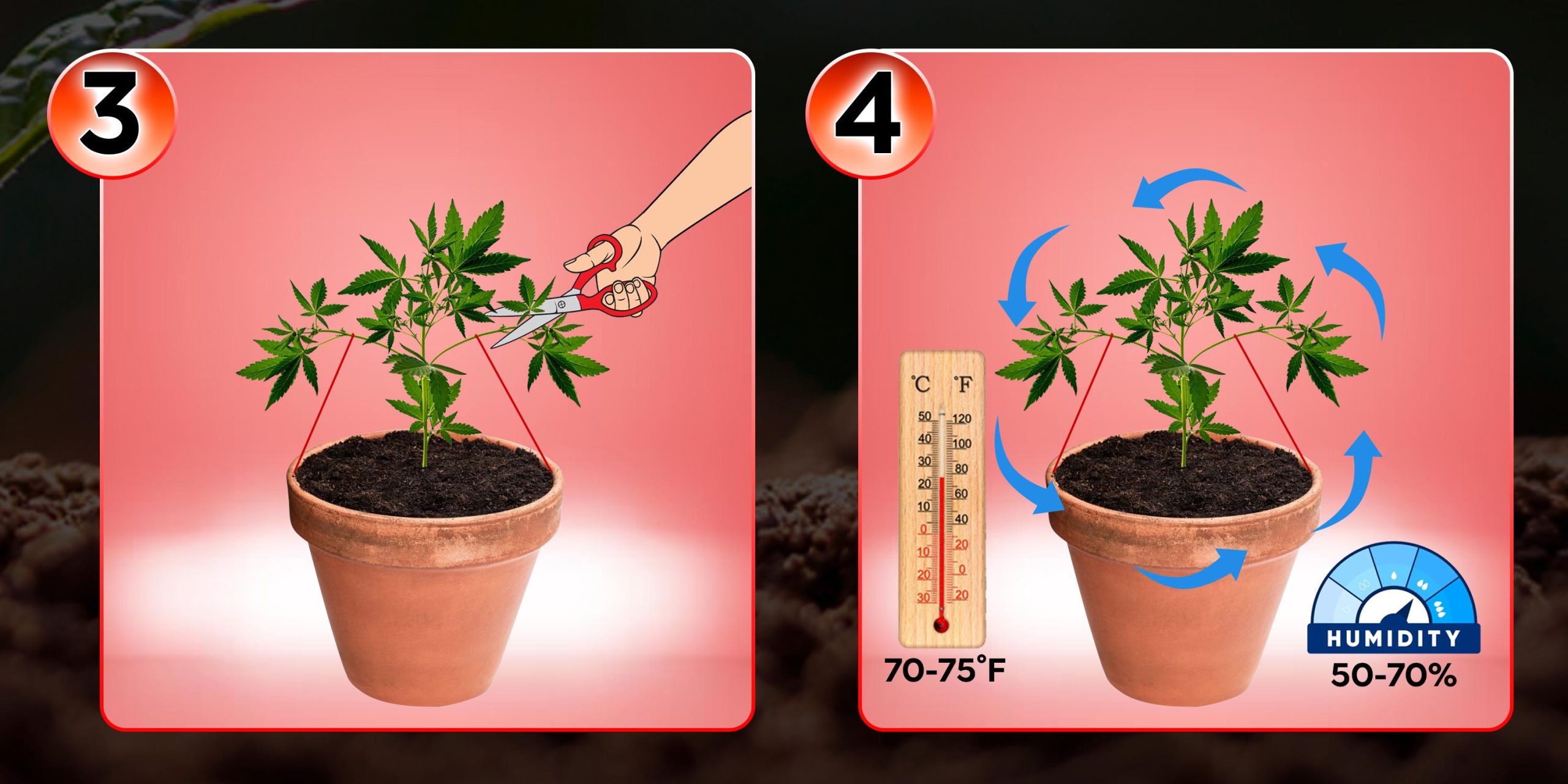 Vegetative Stage 3 - 4
