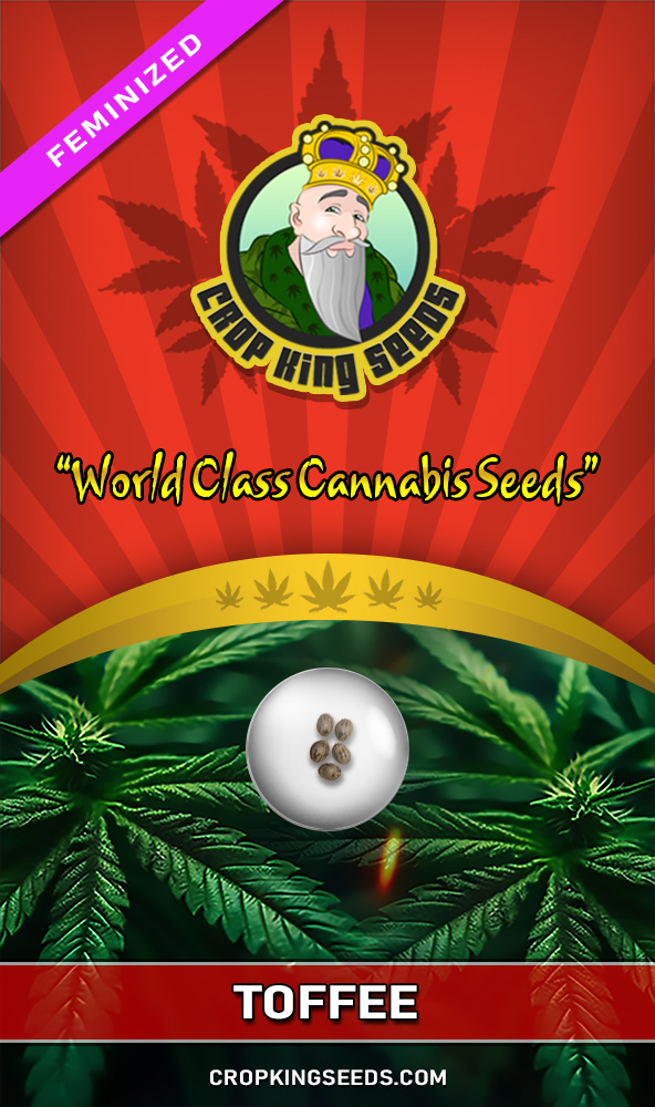 Toffee Strain Feminized