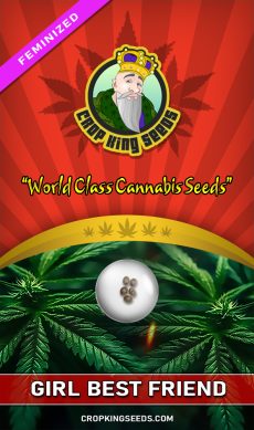 Girl Best Friend Strain Feminized