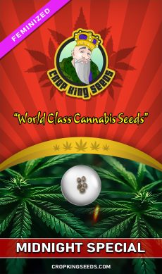 Midnight Special Strain Feminized