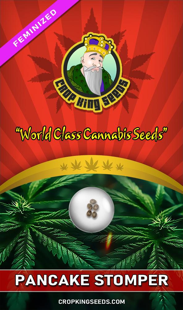 Pancake Stomper Strain Feminized