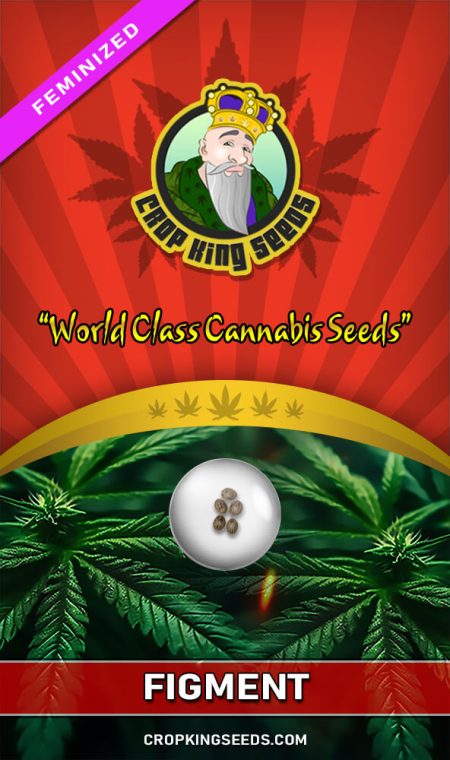 Figment Strain Feminized